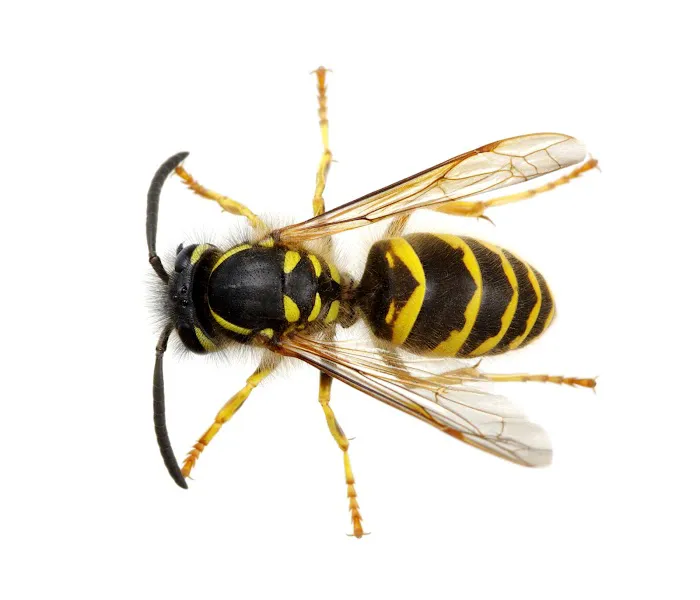 MRC Pest Control Picture 4
