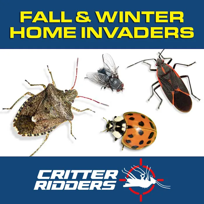 Critter Ridders Picture 5