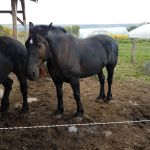 Pat Cozzarin's Pest Management