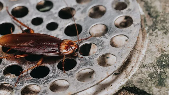 Town & Country Pest Solutions inc Picture 5