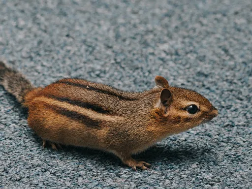 Town & Country Pest Solutions inc Picture 1