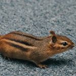 Town & Country Pest Solutions inc