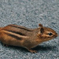 Town & Country Pest Solutions inc ico