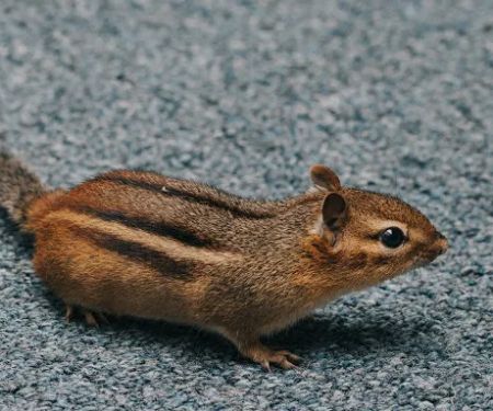 Town & Country Pest Solutions inc