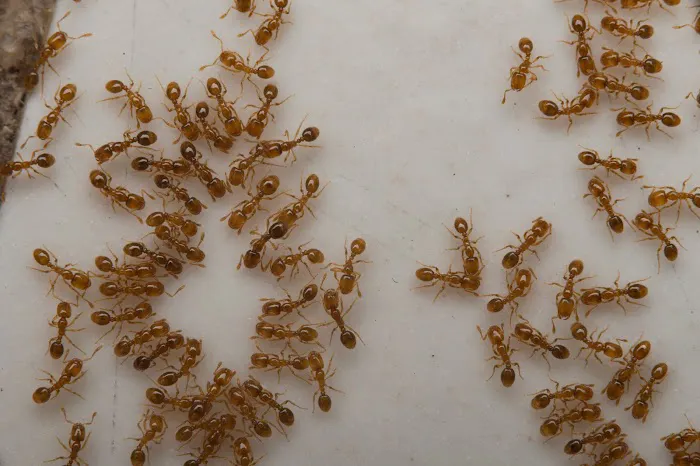 Town & Country Pest Solutions inc Picture 10