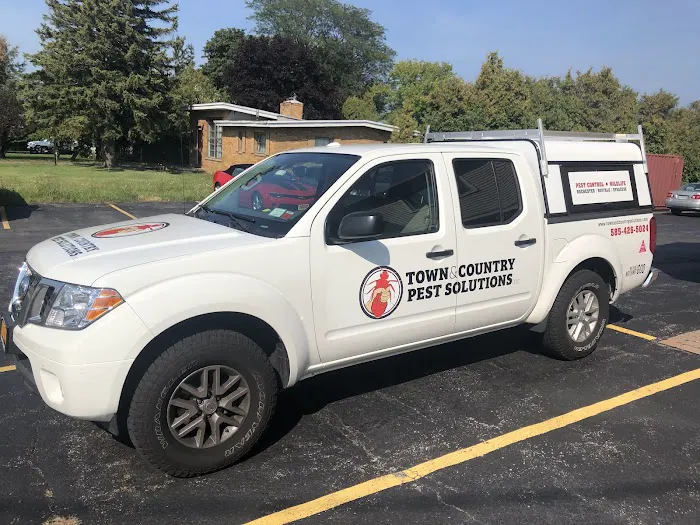 Town & Country Pest Solutions inc Picture 4