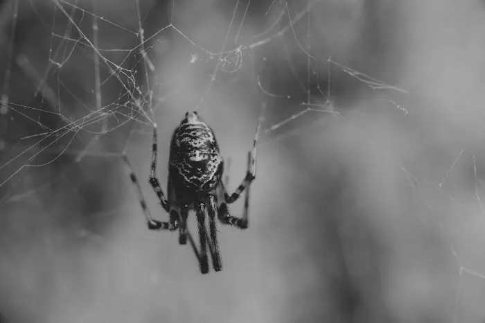 Town & Country Pest Solutions inc Picture 8