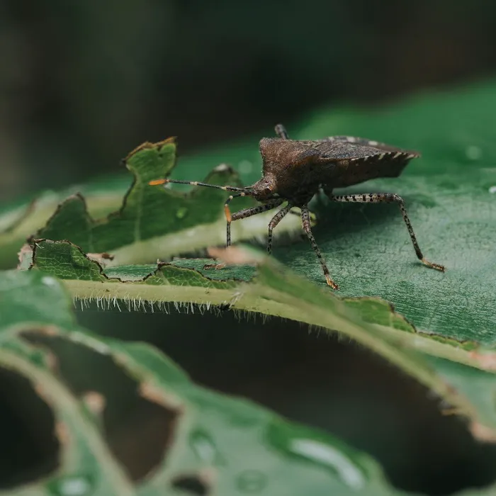Town & Country Pest Solutions inc Picture 9