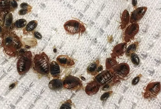A1 Bed Bug Exterminator Syracuse Picture 5