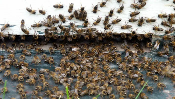 Bugs Bee Gone Pest Control Picture 8