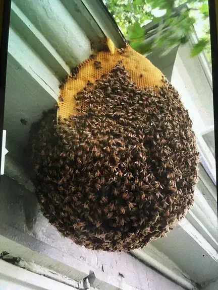 Bugs Bee Gone Pest Control Picture 3