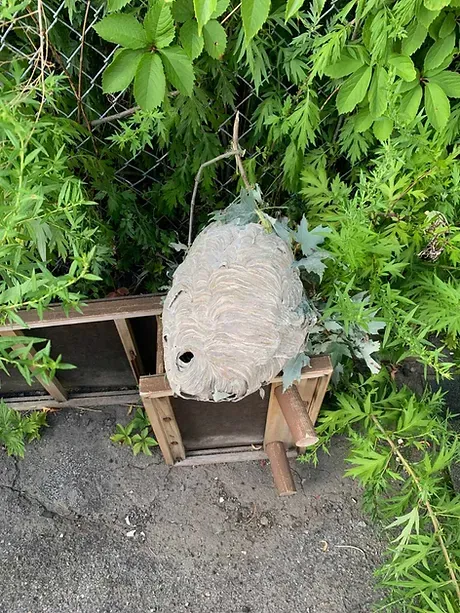 Bugs Bee Gone Pest Control Picture 6