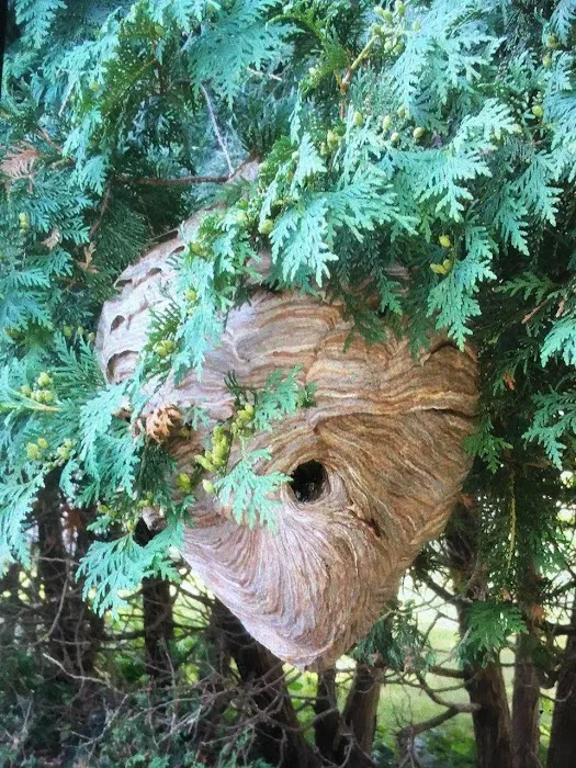Bugs Bee Gone Pest Control Picture 7