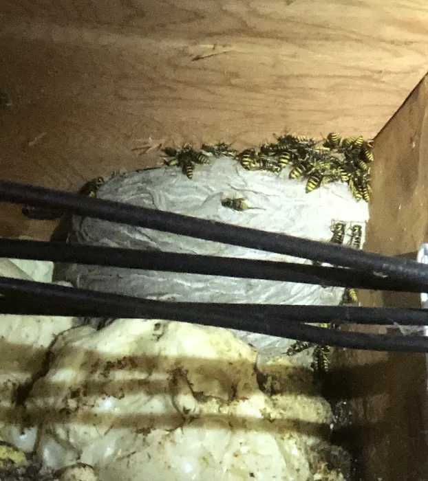 Bugs Bee Gone Pest Control Picture 5