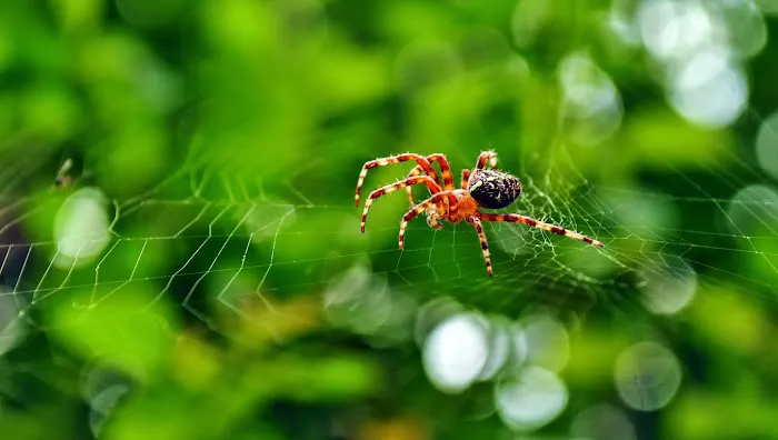 Bugs Bee Gone Pest Control Picture 10