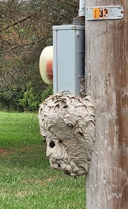 Bugs Bee Gone Pest Control Picture 1