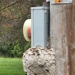Bugs Bee Gone Pest Control