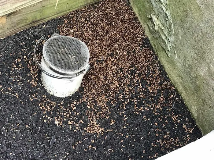 Bugs Bee Gone Pest Control Picture 4