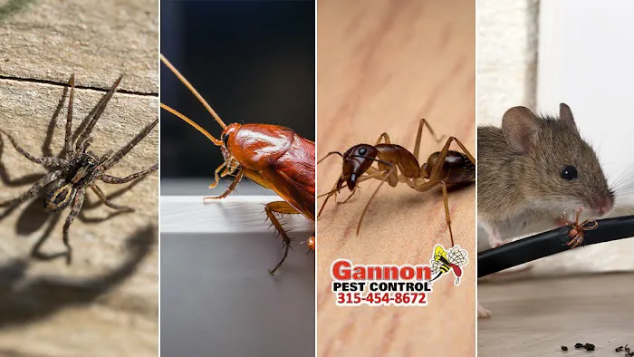 Gannon Pest Control Picture 7