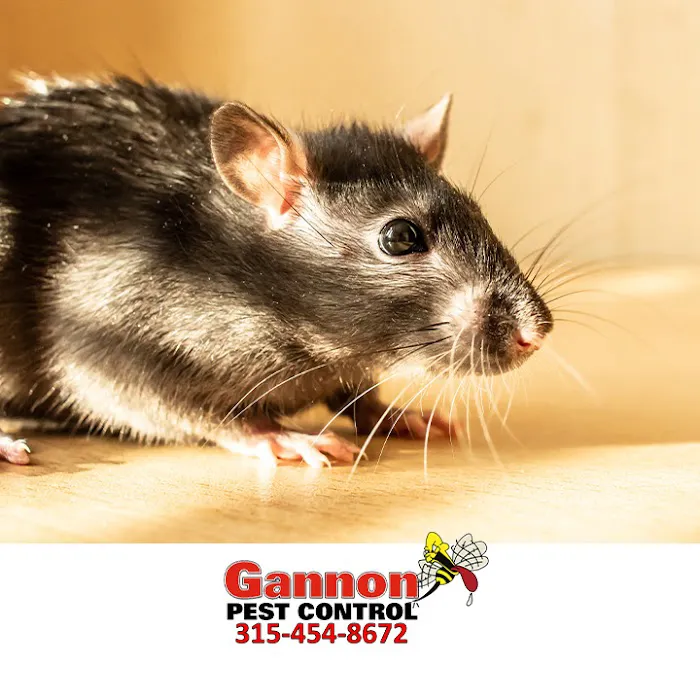 Gannon Pest Control Picture 6