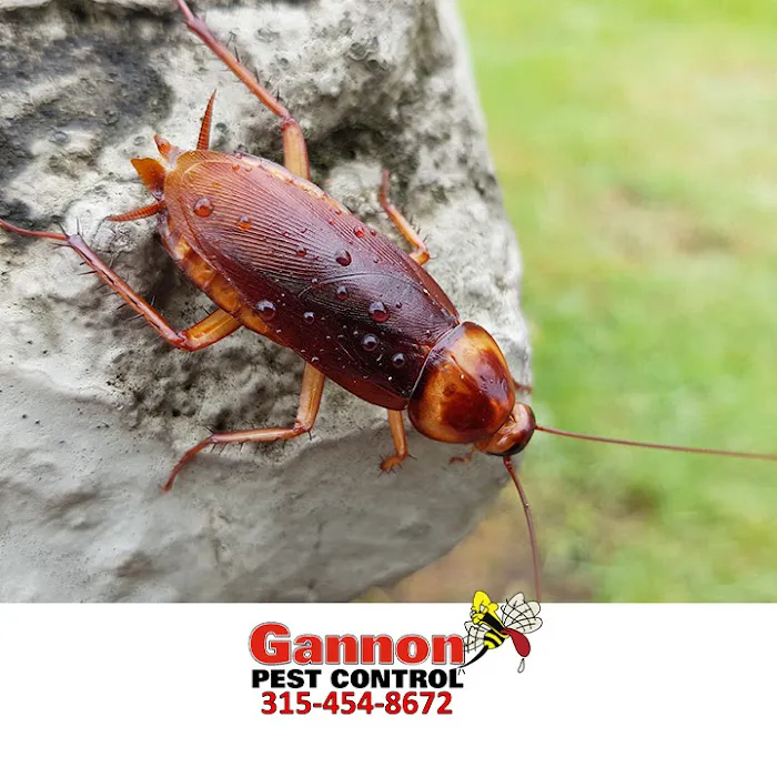 Gannon Pest Control Picture 4