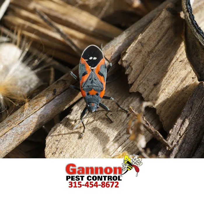 Gannon Pest Control Picture 9