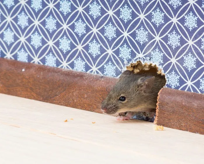 Pestech Pest Solutions Picture 7