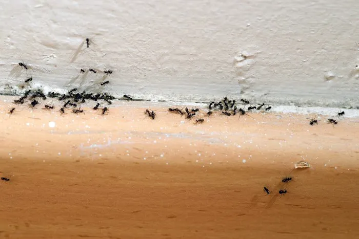 Pestech Pest Solutions Picture 3