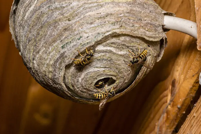 Meerkat Pest Control Picture 2