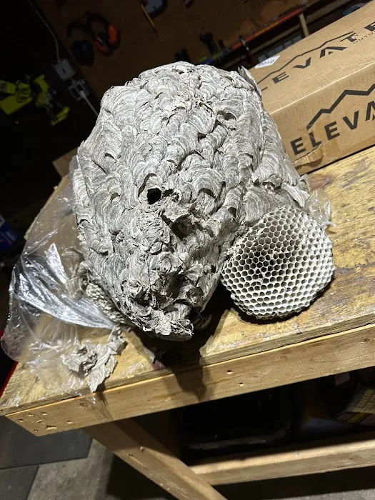 Gamelli's Pest Solutions Picture 1