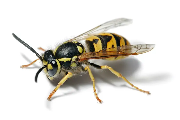FLORENCE PEST SOLUTIONS Picture 5