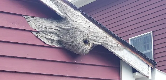 FLORENCE PEST SOLUTIONS Picture 6