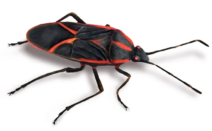 FLORENCE PEST SOLUTIONS Picture 9