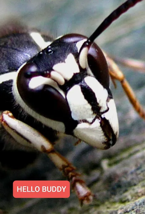 FLORENCE PEST SOLUTIONS Picture 4