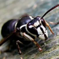 Staring's Pest and Rodent Control ico