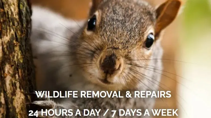 Acorn Wildlife solutions Picture 2