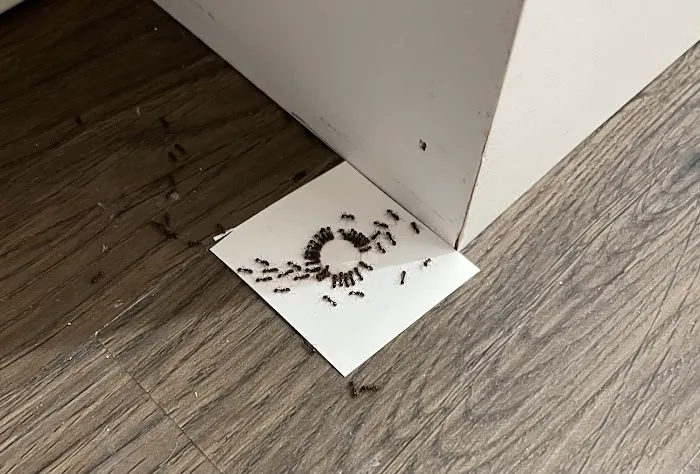 Braman Termite & Pest Elimination Picture 4