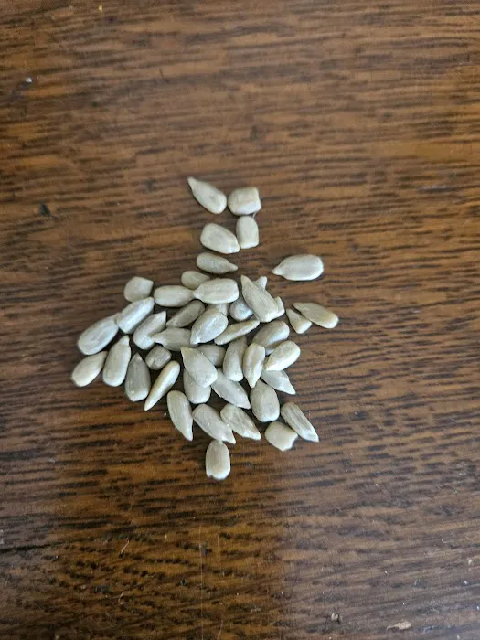 Braman Termite & Pest Elimination Picture 8