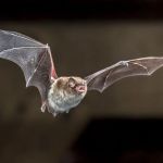 Modern Pest Services