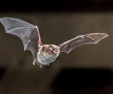 Modern Pest Services