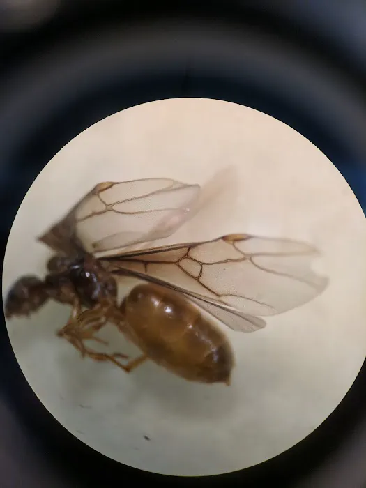 American Pest Solutions Picture 1