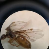 American Pest Solutions ico