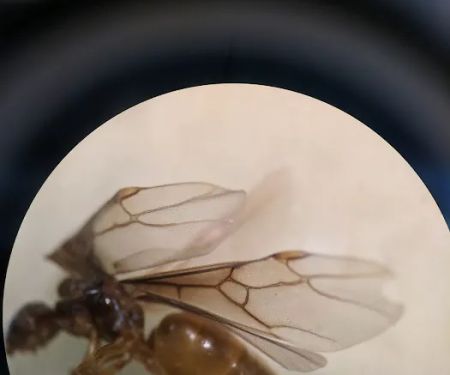 American Pest Solutions