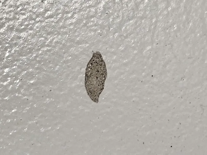 American Pest Solutions Picture 8