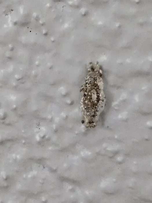 American Pest Solutions Picture 5