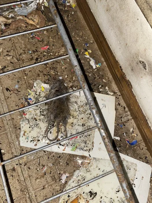 Lee Termite Pest Control Services Chicopee, MA Picture 4