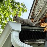Pioneer Valley Wildlife Services, LLC