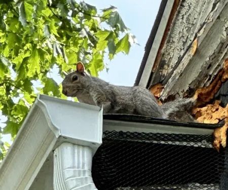 Pioneer Valley Wildlife Services, LLC