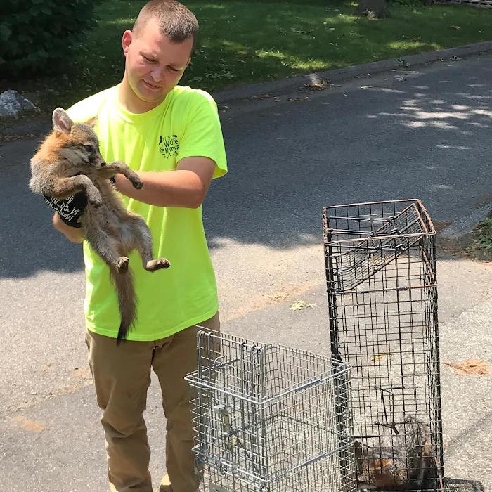 Pioneer Valley Wildlife Services, LLC Picture 10