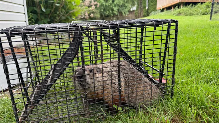 Pioneer Valley Wildlife Services, LLC Picture 2